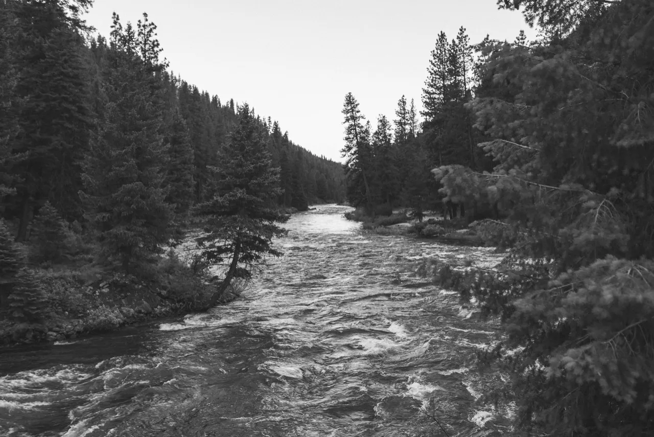 River running through evergreen forest under a bright sky, in black and white